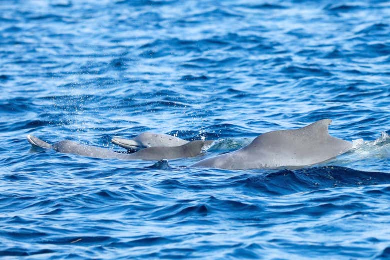 Delfini ai fiordi di Musandam