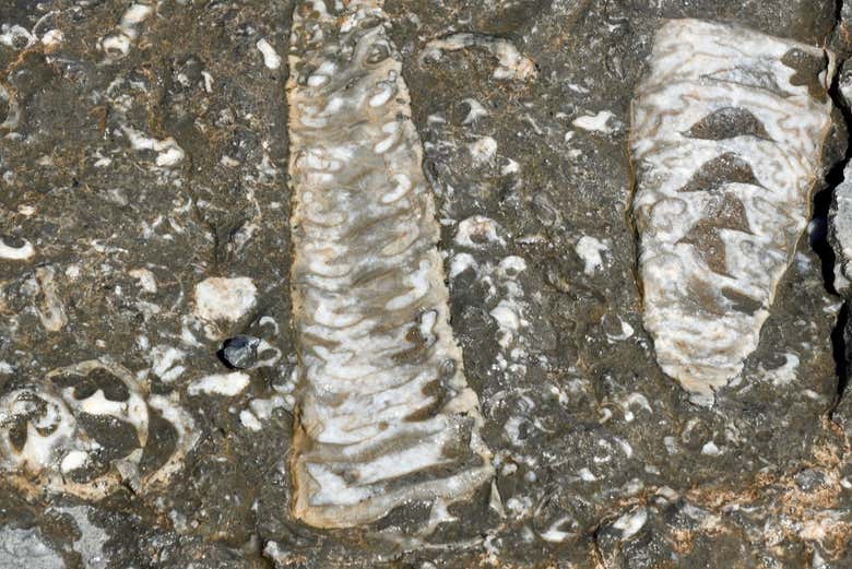 Fossiles à Musandam