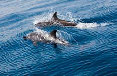 Avistamento de golfinhos em Mascate