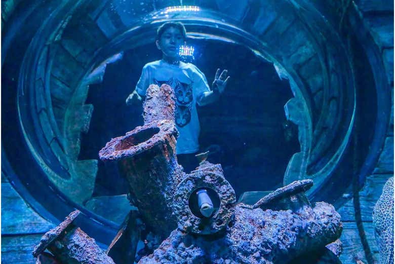 Marvel at the underwater exhibits