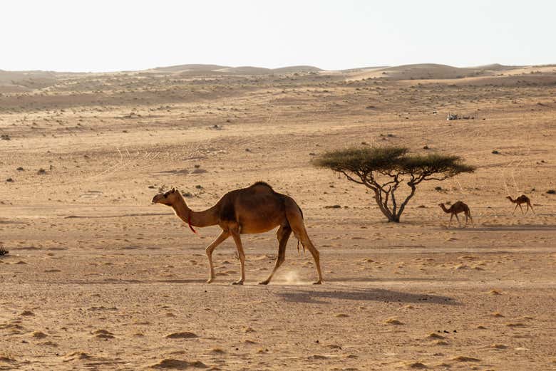 Spot desert wildlife