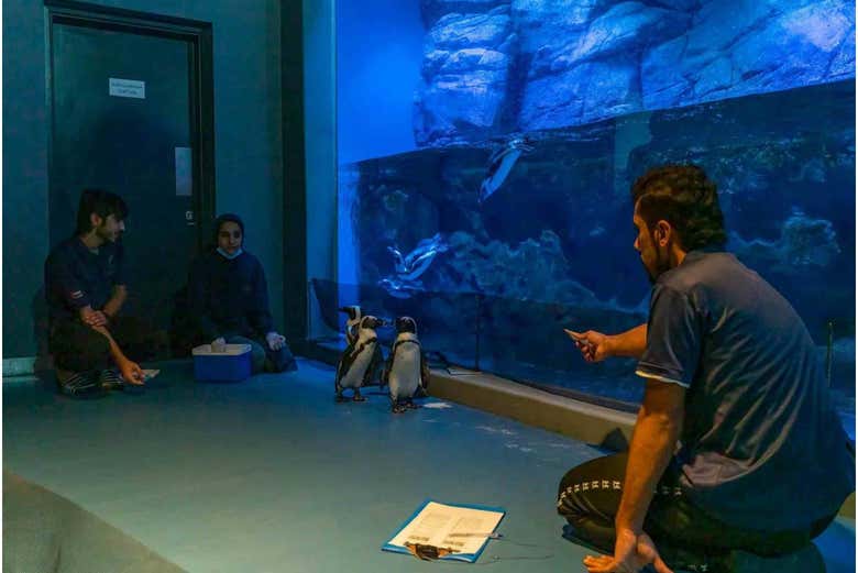 Cuidadores de pingüinos en el Acuario de Omán