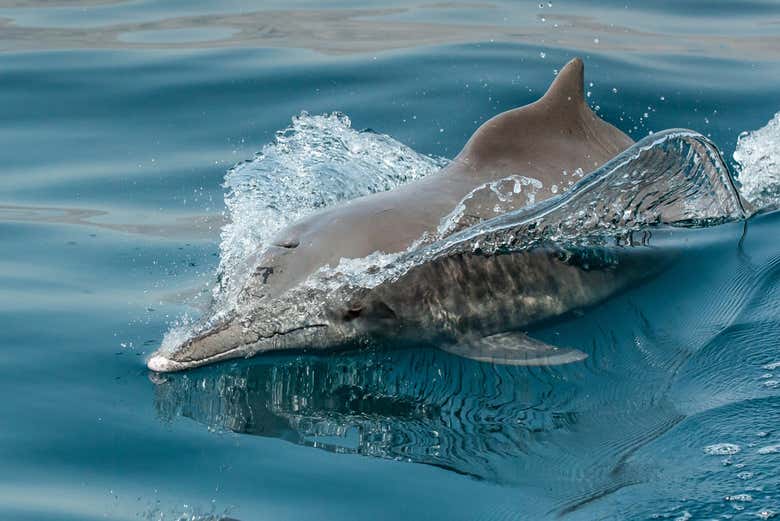 Observez les dauphins à Mascate