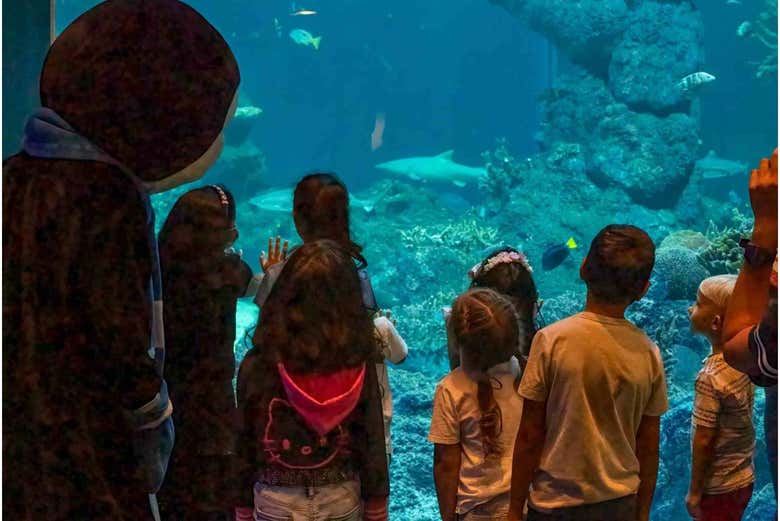 Niños viendo un tanque del Acuario de Omán