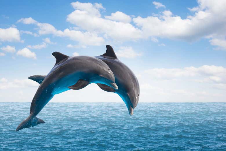 Deux dauphins