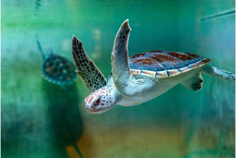 See sea turtles up close