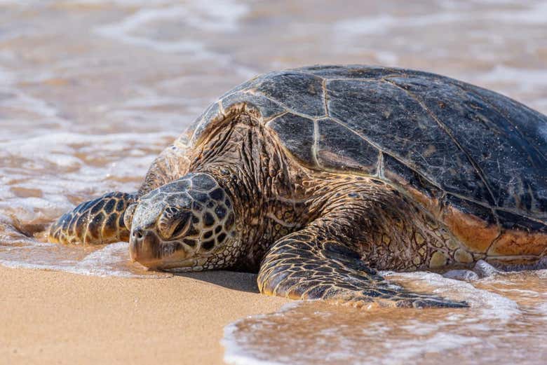 Una tortuga tomando el sol 