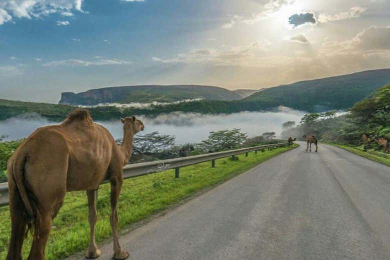 Un chameau sur la route