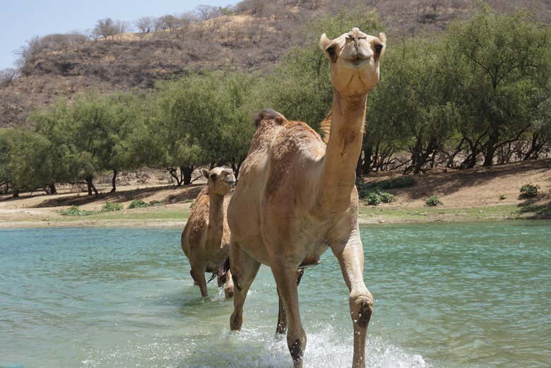 Camelos no vale de Darbat