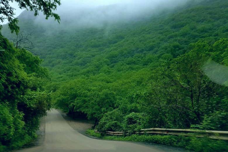 Estrada na floresta do sul de Omã