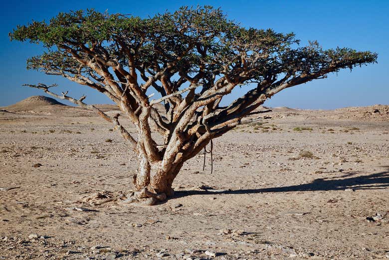 Un árbol de franquincienso con su aspecto singular