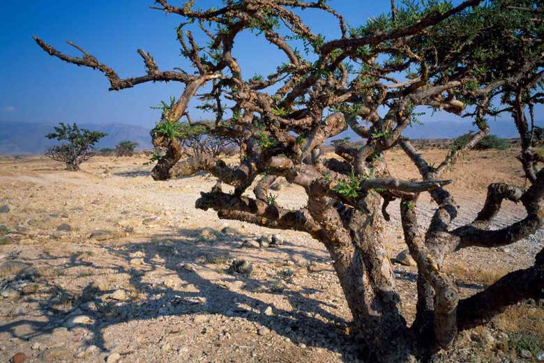Conociendo los famosos árboles de franquincienso