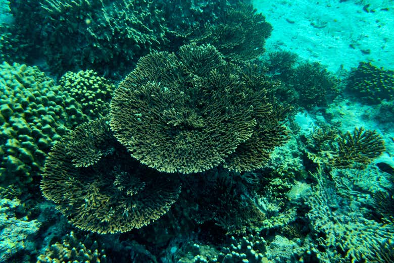 Hora de praticar snorkel!