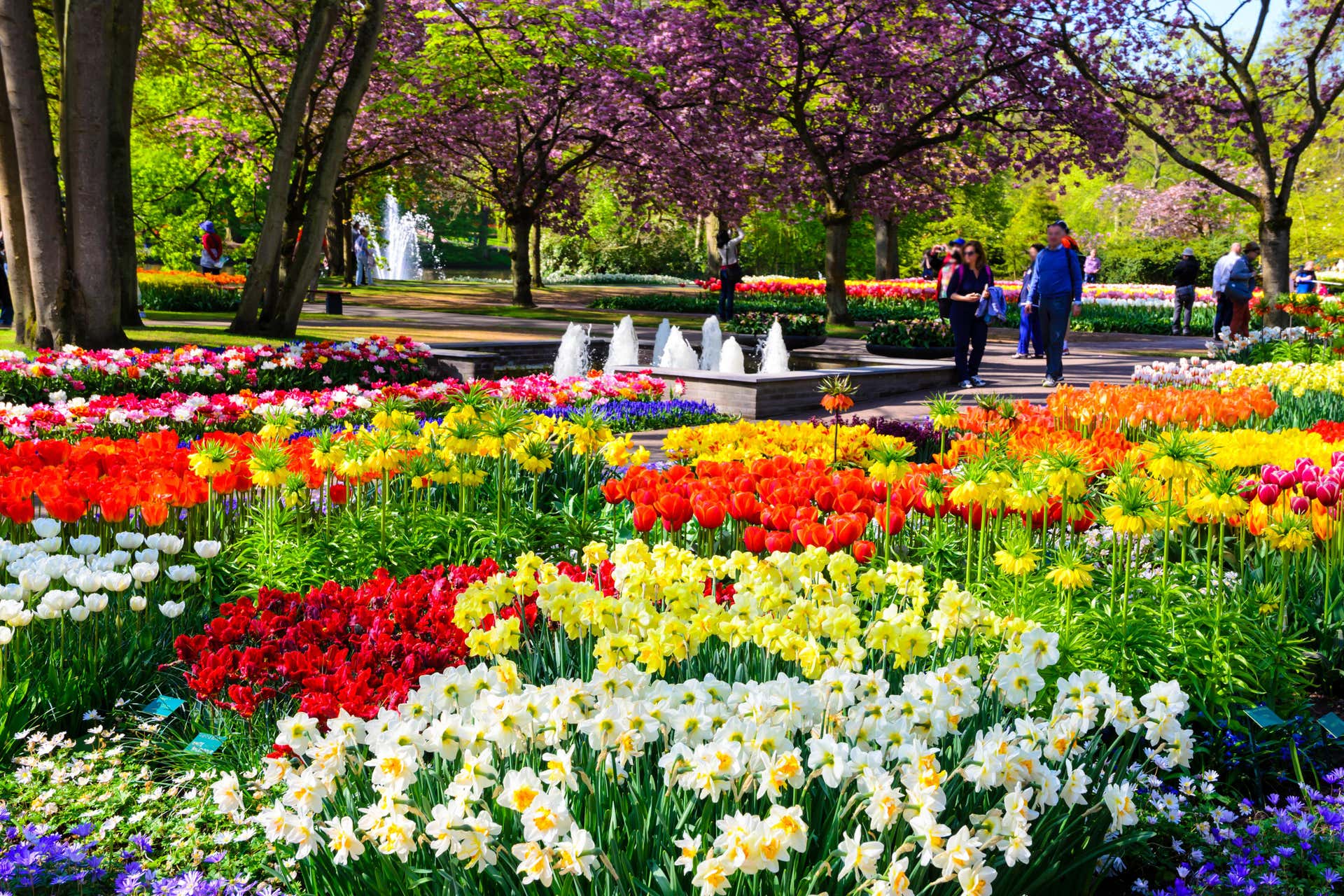 Autobus per Keukenhof con biglietti