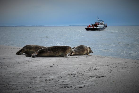 Crucero por el mar de Frisia con avistamiento de focas