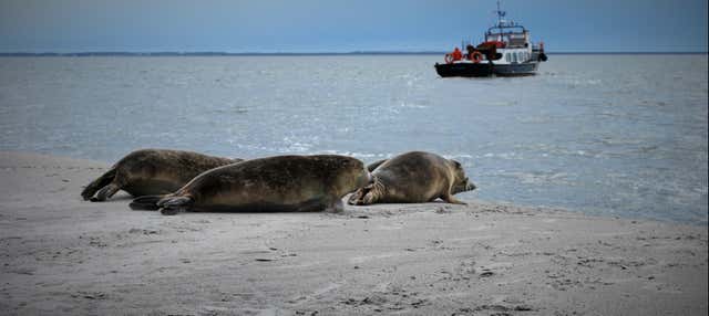 Croisière sur la mer des Wadden et observation de phoques