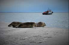 Crucero por el mar de Frisia con avistamiento de focas