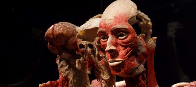 Billet pour Body Worlds