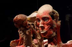 Body Worlds Amsterdam Ticket