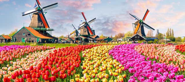 Tour ao Keukenhof