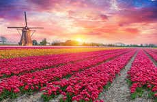 Excursión a Keukenhof + Tulip Experience Amsterdam