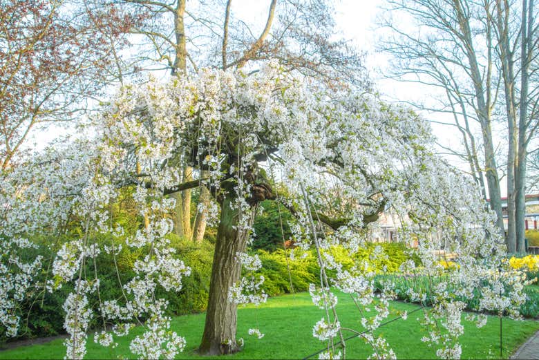 Conoceréis las nuevas tendencias de jardinería