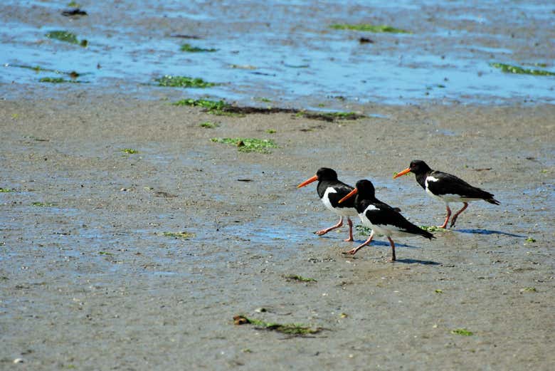 Home to lots of species of birds