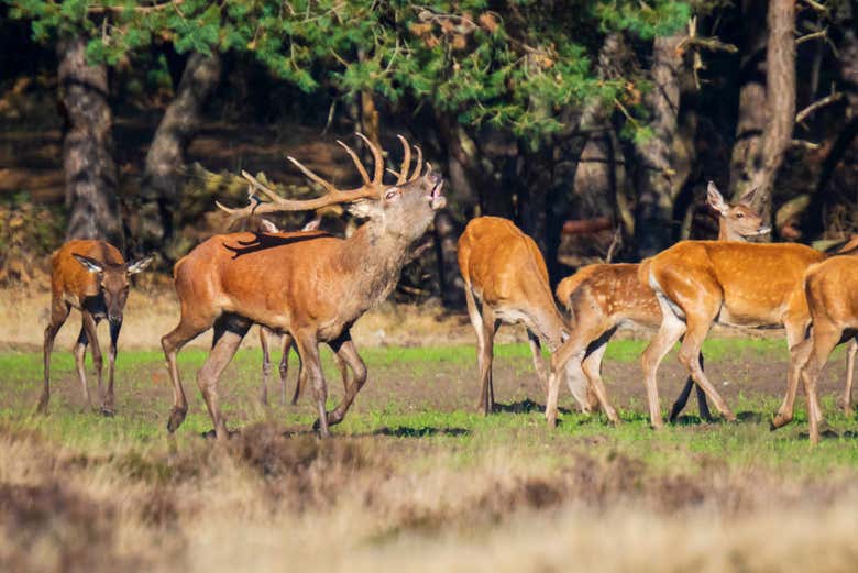 Veados em De Hoge Veluwe