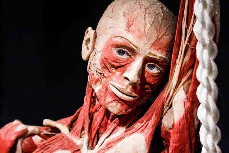 Exemplo de um corpo exposto no Body Worlds Amsterdam