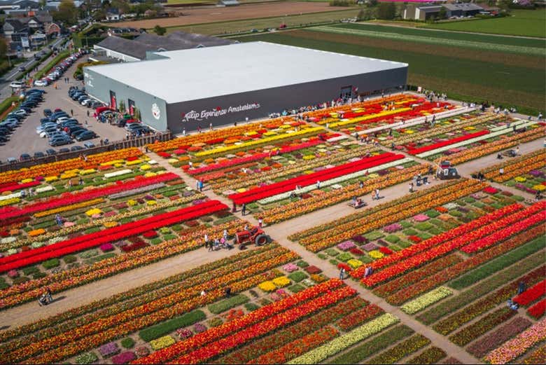 Campos de Tulip Experience Amsterdam