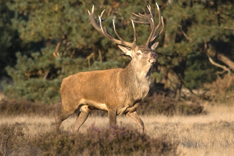 Deer in the De Hoge Veluwe National Park