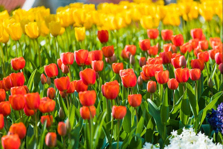 Seeing the tulips up close