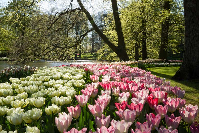 Rows of colourful flowers side by side