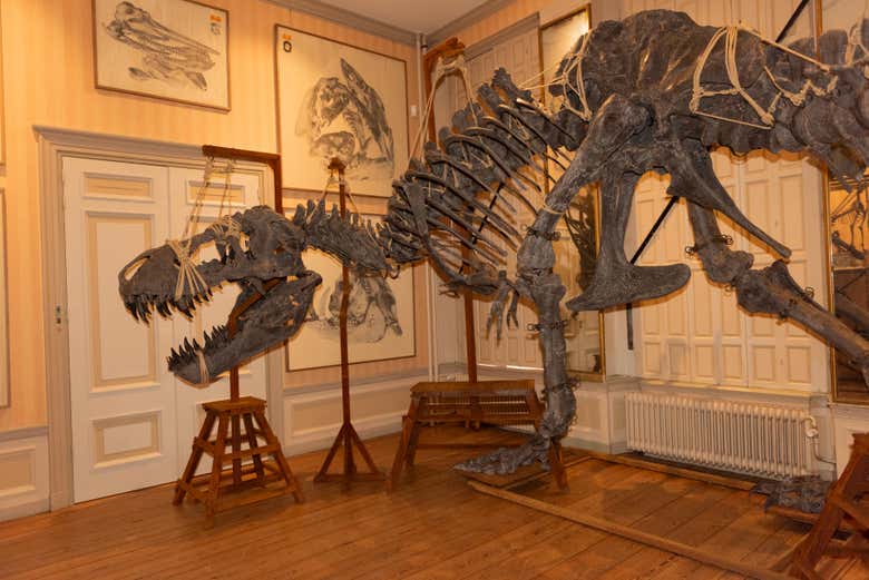 El majestuoso Tiranosaurio Rex