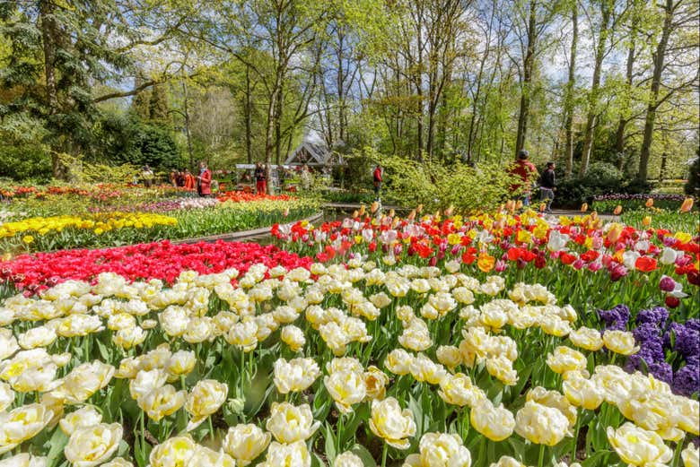 Un prato pieno di fiori