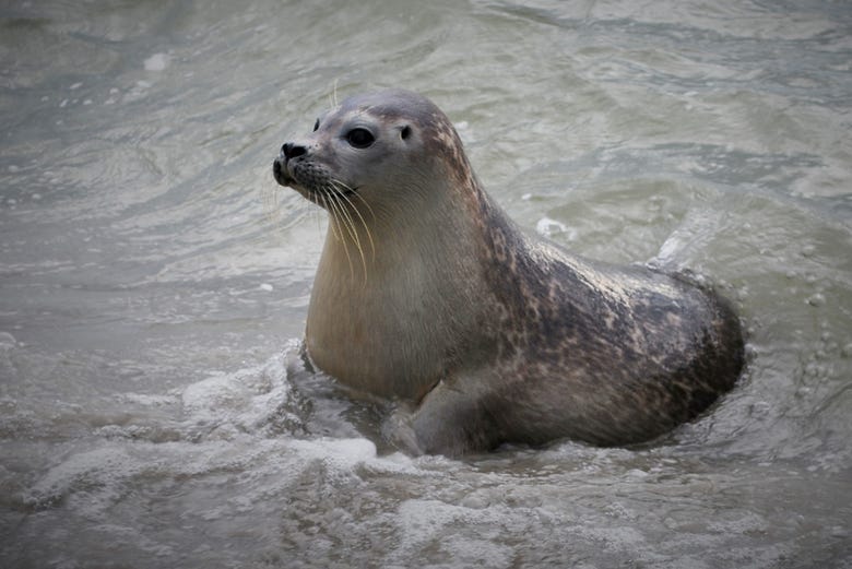 Una foca del Mare dei Wadden