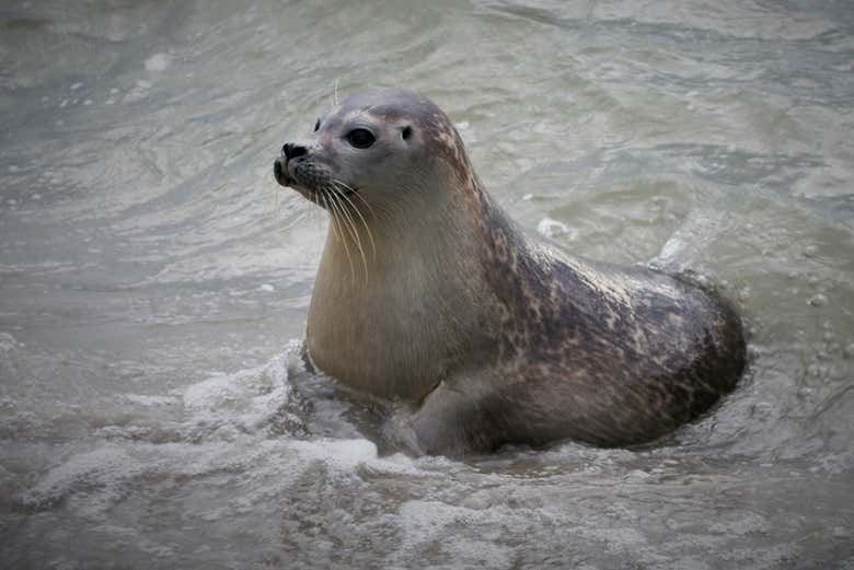 Foca del mar de Frisia