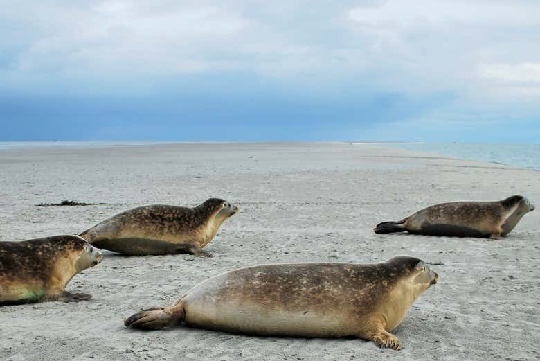 Focas del mar de Frisia