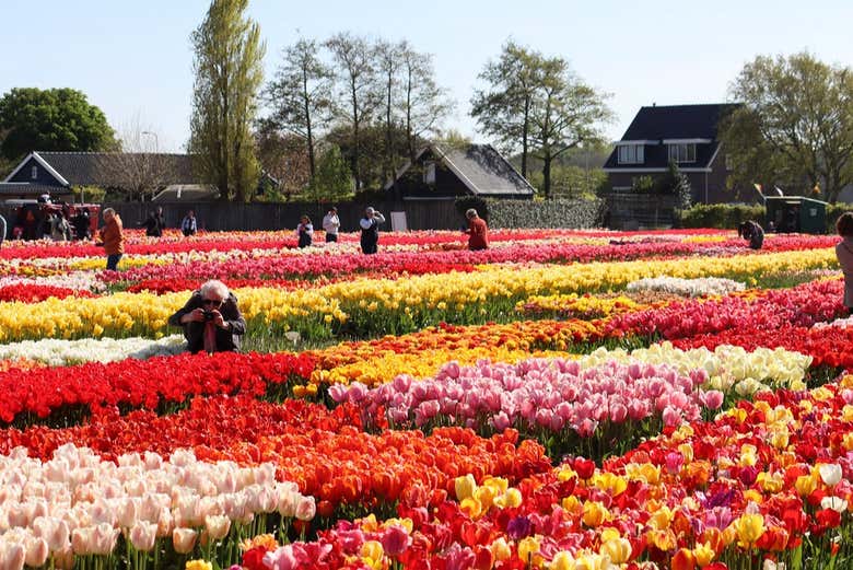  Fotografiando los coloridos tulipanes del parque Keukenhof
