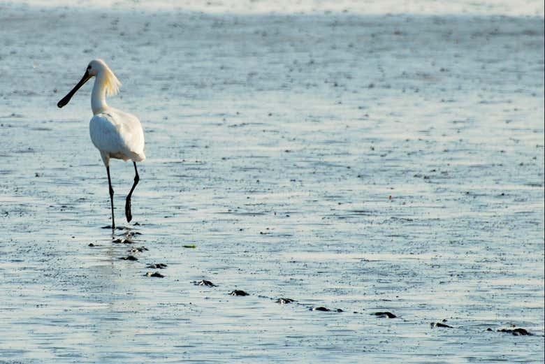 White heron on a beach on Texel island