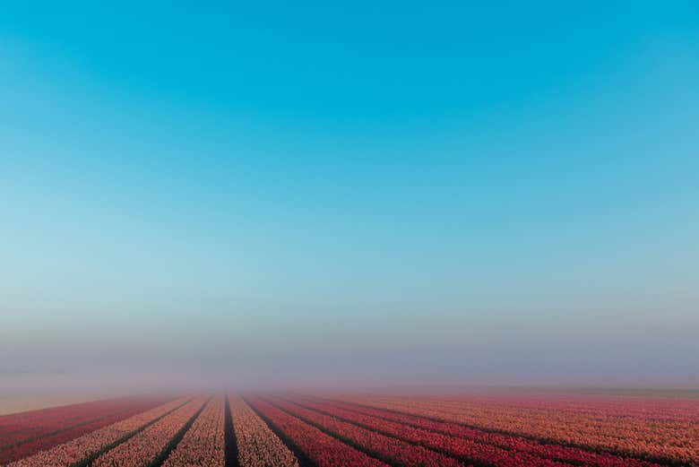 Vista panorámica de campos de tulipanes en Países Bajos