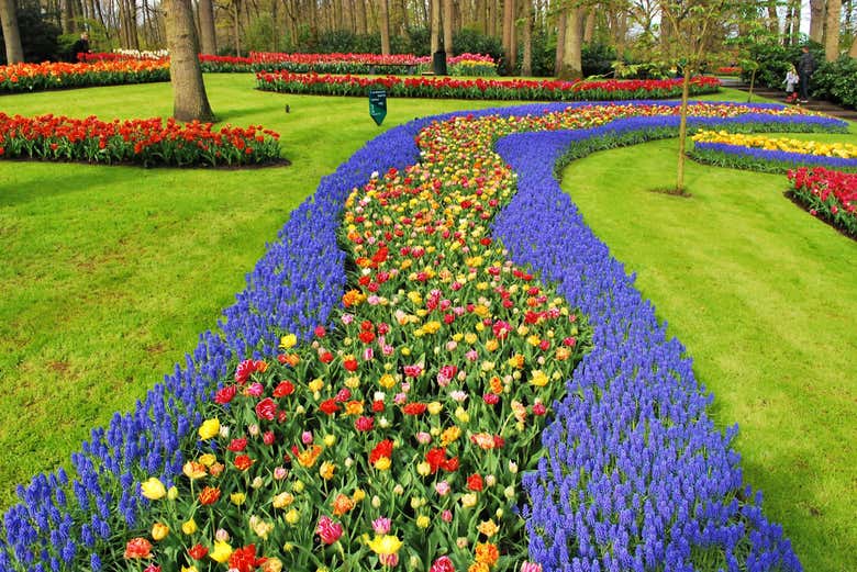 Tulipanes en Keukenhof