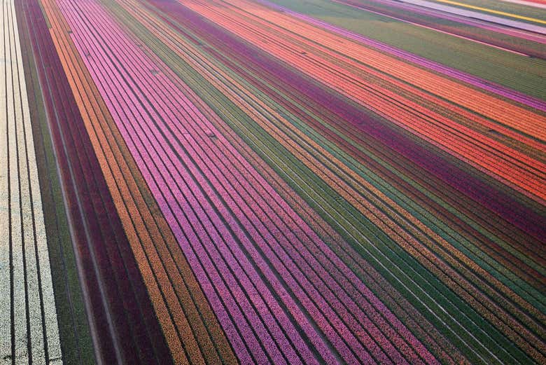 Los campos de tulipanes de Keukenhof
