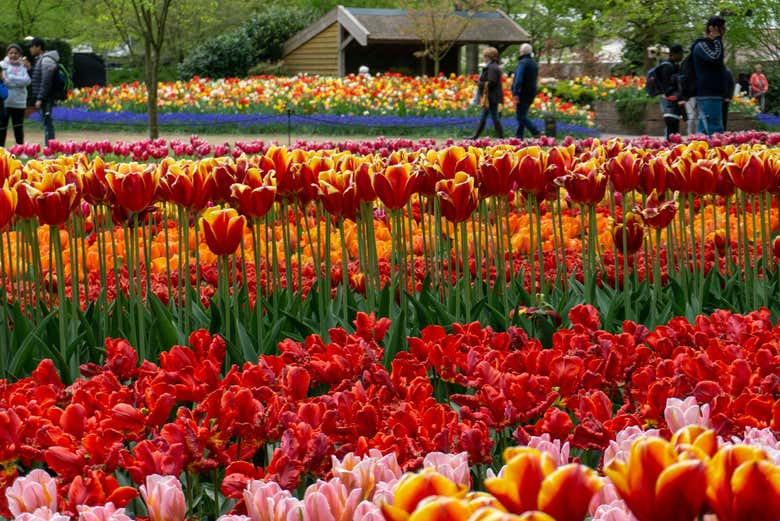 Los campos de tulipanes de Keukenhof