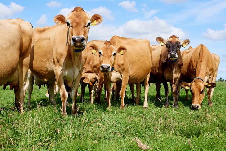 Vacas pastando em Zaanse Schans