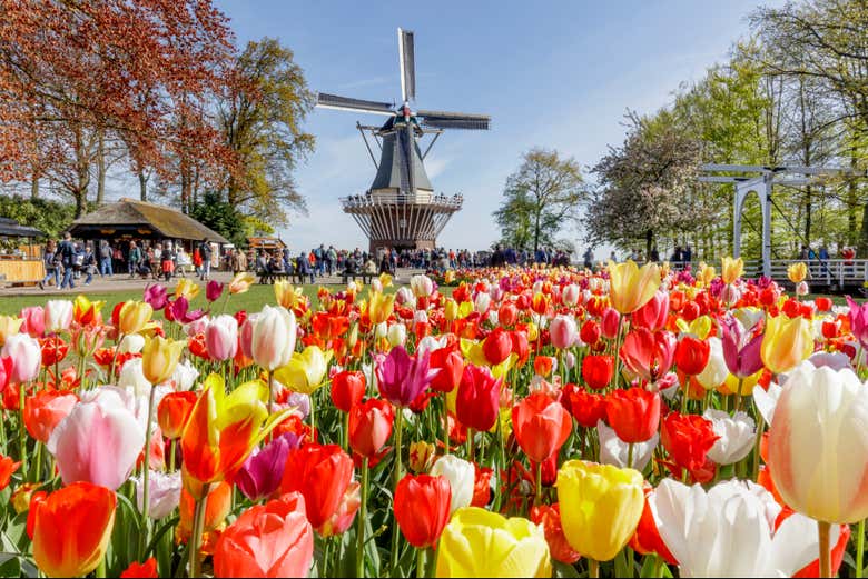 Tulipanes de colores con un molino de fondo
