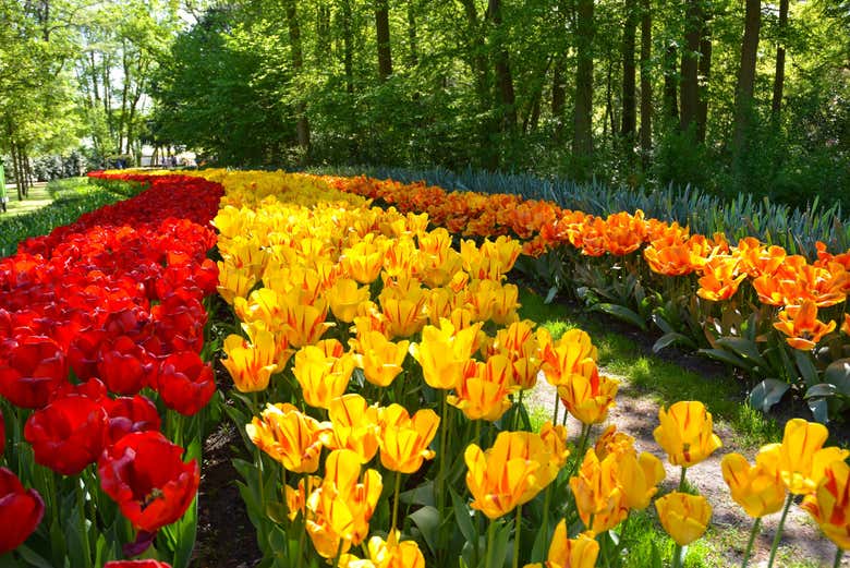 Coloridos tulipanes en Keukenhof