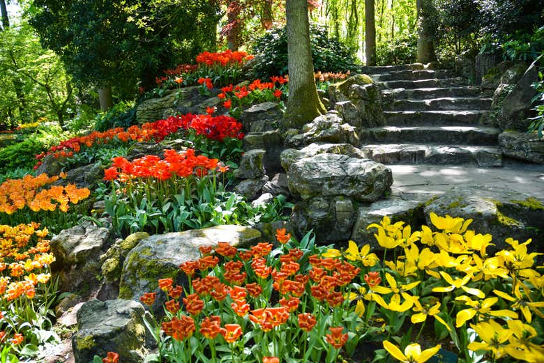 Flores de colores en Keukenhof