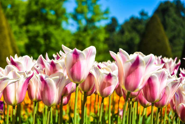 Tulipanes en Keukenhof