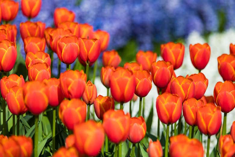 Descubriendo Keukenhof